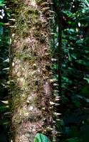 Flora - Ecuadorian Rainforest