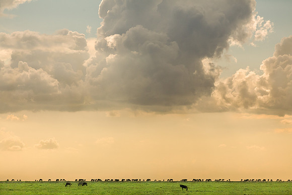 Ngorongoro Conservation Area Landscape