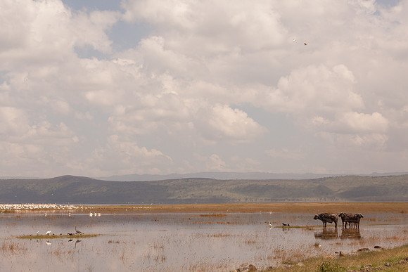 Lake Naivasha