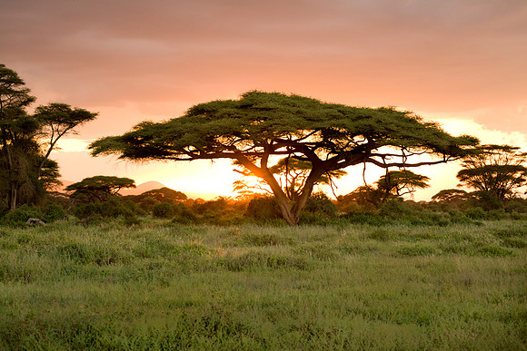 Acacia Sunset